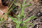 Eustis Lake beardtongue